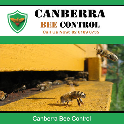 Canberra Bee Control specialist safely managing active bee colony and hive
