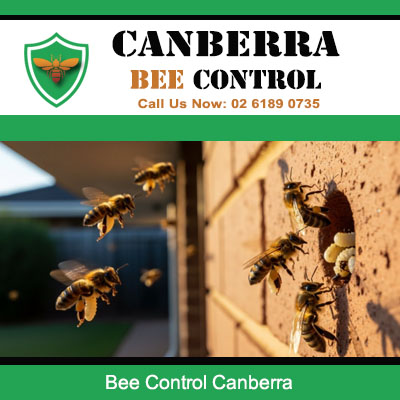 Active bee colony in residential property in Canberra wall needing expert bee control services