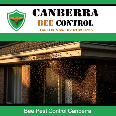 Large bee swarm on residential roof eaves requiring urgent removal in Canberra